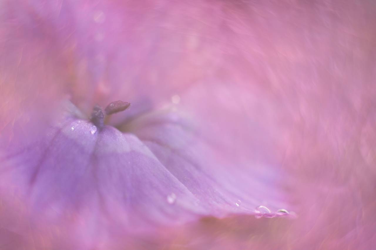 abstract, flower, background, macro, water, plant, floral, close up, drops, wet, botany, wallpaper, organic, pink, violet
, 