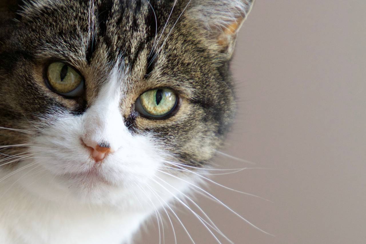 Animal, cara, cerrar, gato, felino, ojos, mascota, nariz, bigotes, pelaje, retrato, copyspace, lindo,