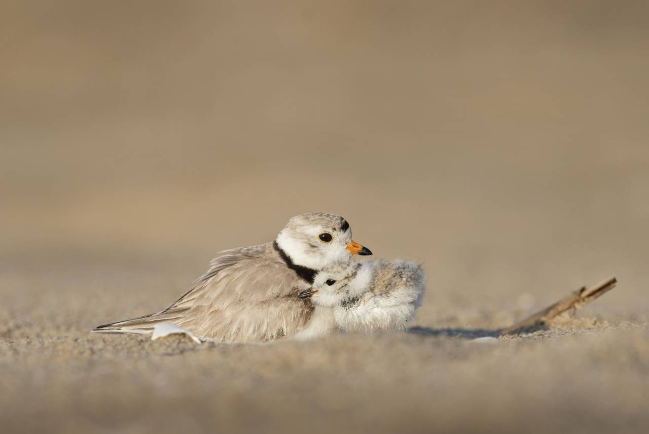 Animales, aves, hermosas, hermosas, plumas, pico, perca, madre, descendencia, niño, amor, todavía, bokeh, beige, blanco