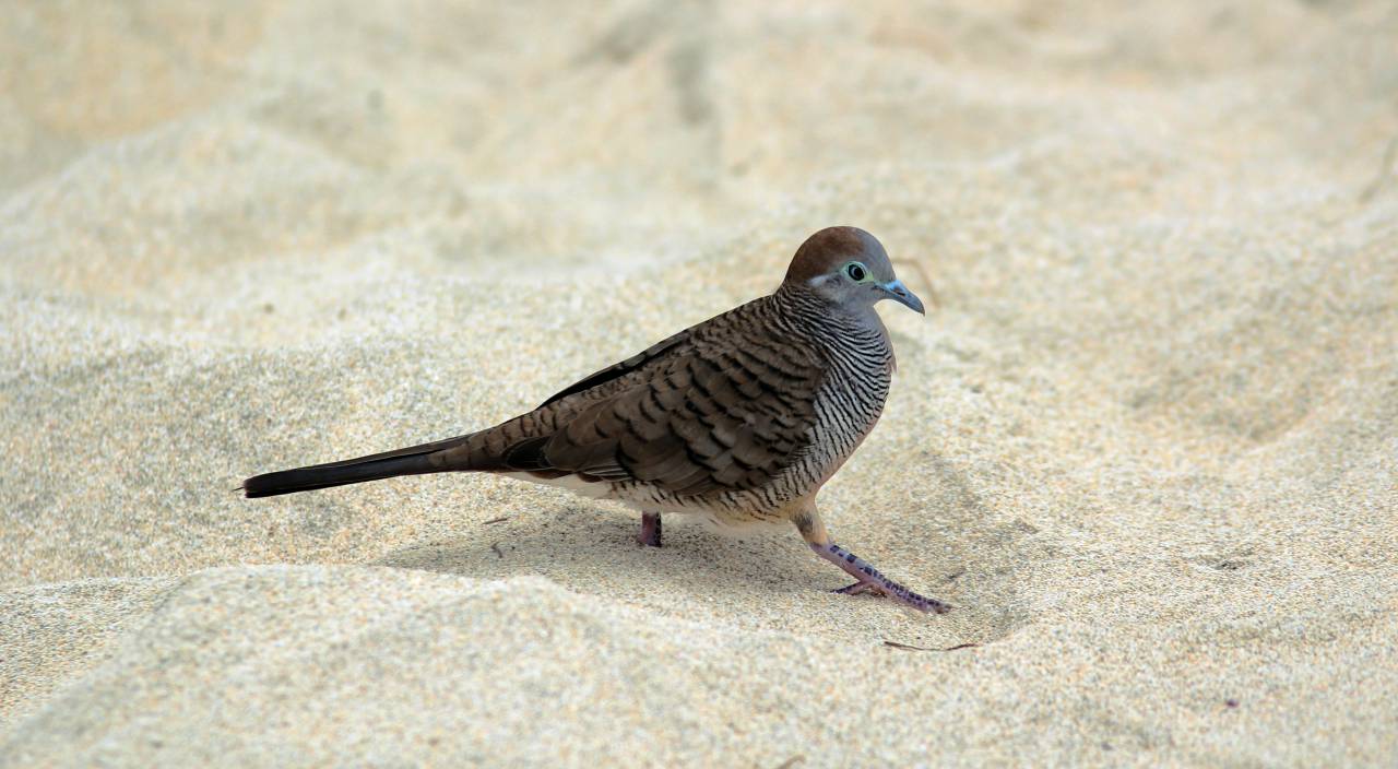 pájaro, animal, naturaleza, playa, blanco, arena,