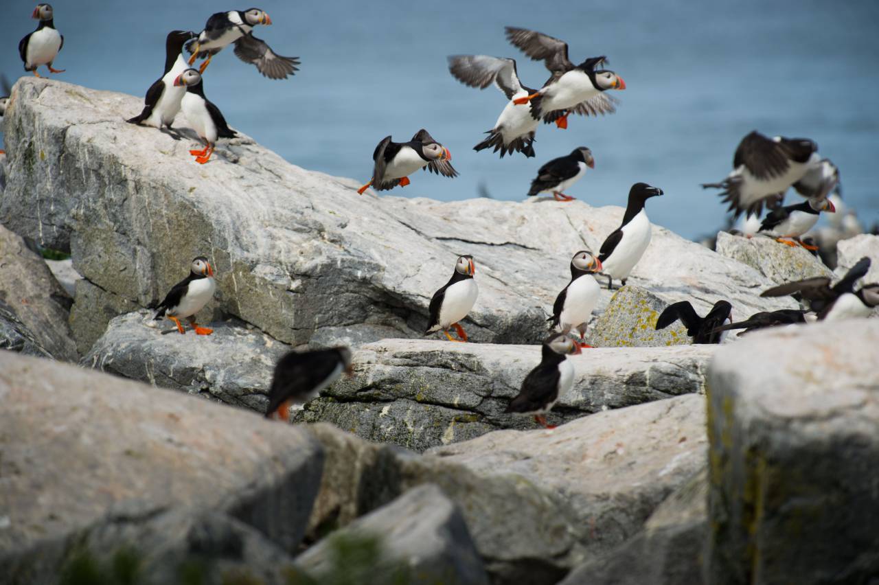 bird, beak, feather, animal, fly, freedom, clouds, sky, water, ocean, sea, nature, woods, forest, trees, grass, rocks
, 