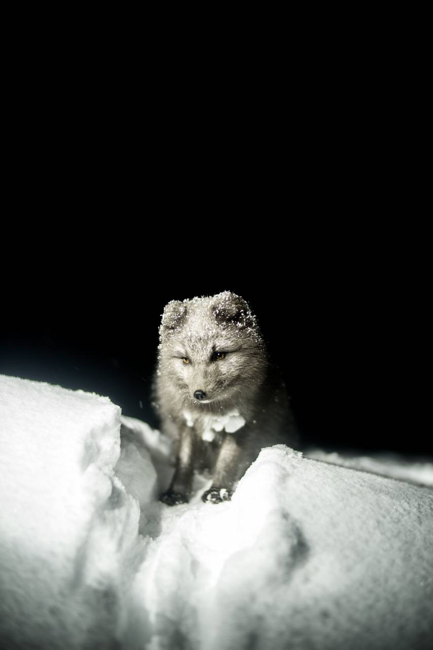 blanco y negro, zorro, animal, fauna, nieve, invierno,