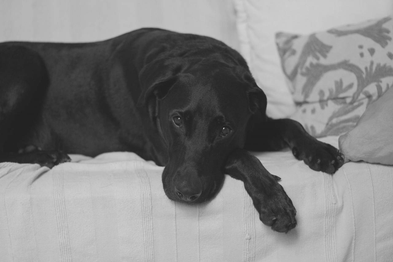 black, dog, pet, animal, puppy, couch, sofa, black and white
, 