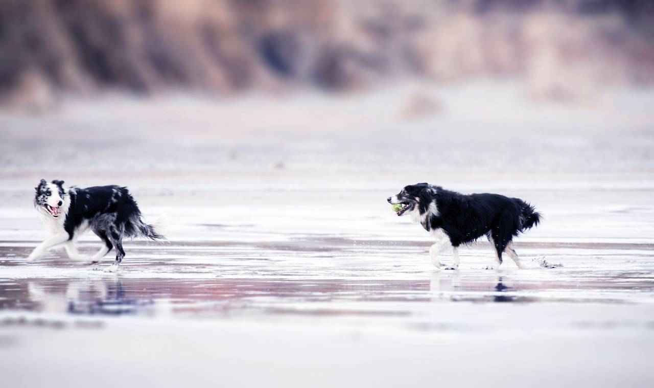 black & white, dog, beach, running, playing, animals, pets, canine, collie, ball, sea, seaside
, 