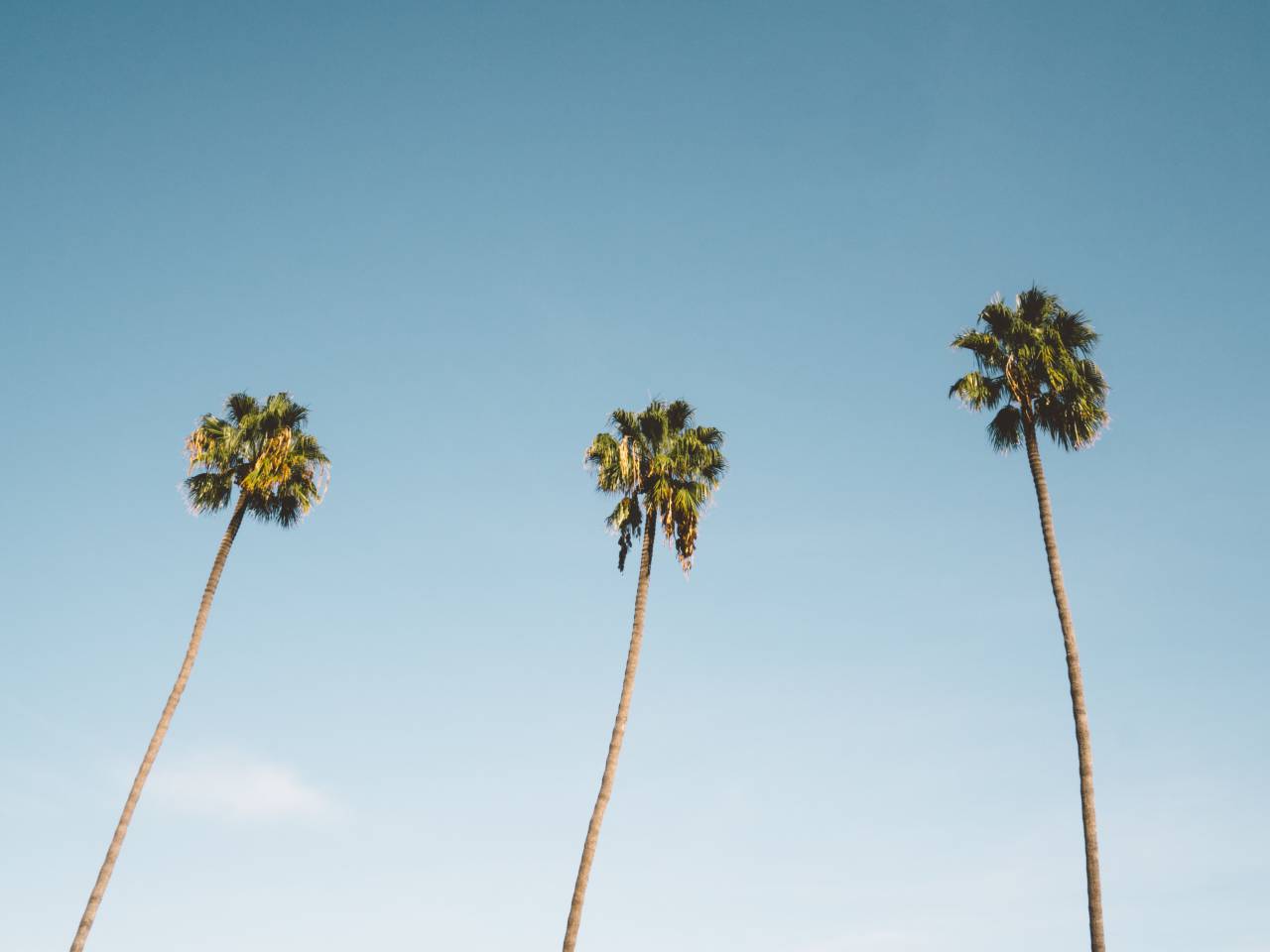 blue, sky, sunshine, summer, vacation, travel, trip, palm trees
, 
