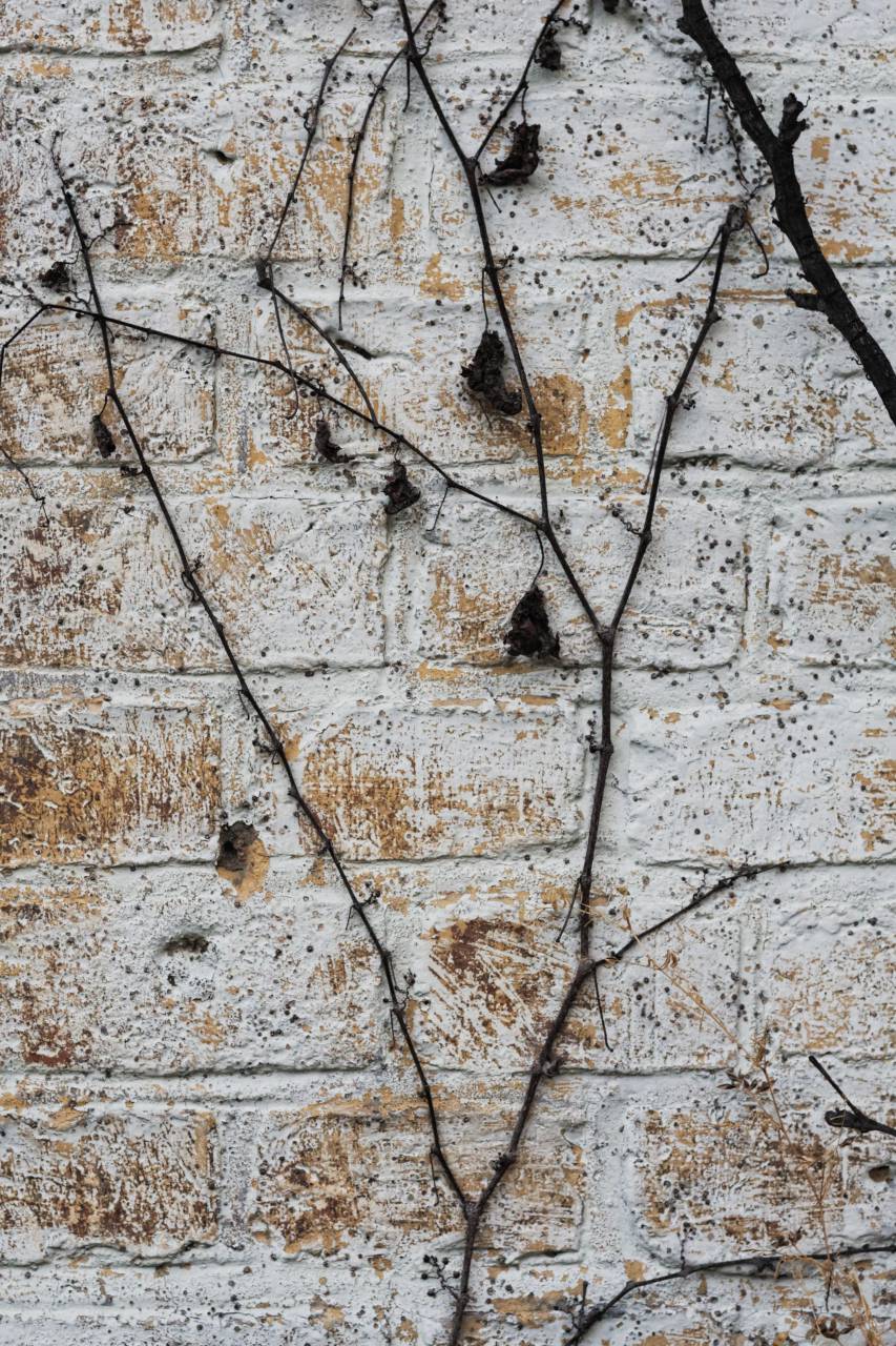 bricks, wall, vines, texture
, 