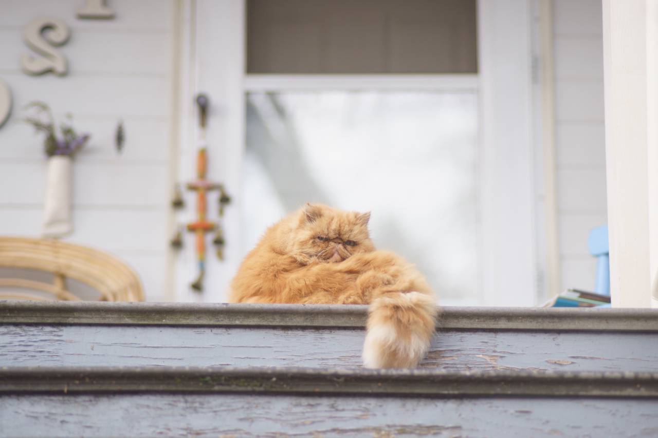 cat, animal, kitten, cute, floor, whiskers, grumpy, house, white, stairs, wood
, 