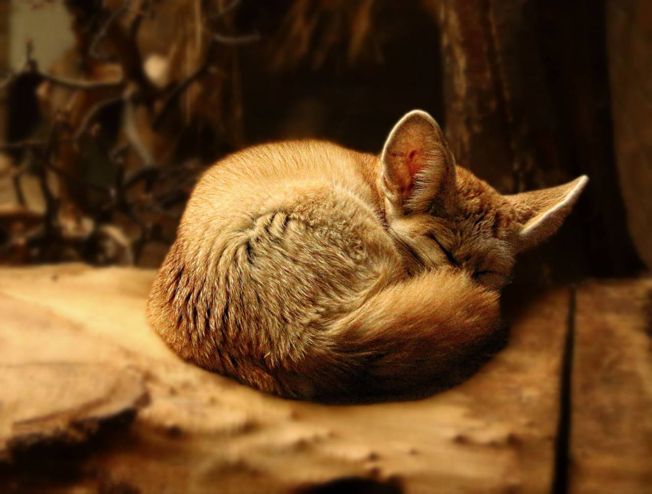 cat, animal, kitten, cute, whiskers, floor, sleep
, 