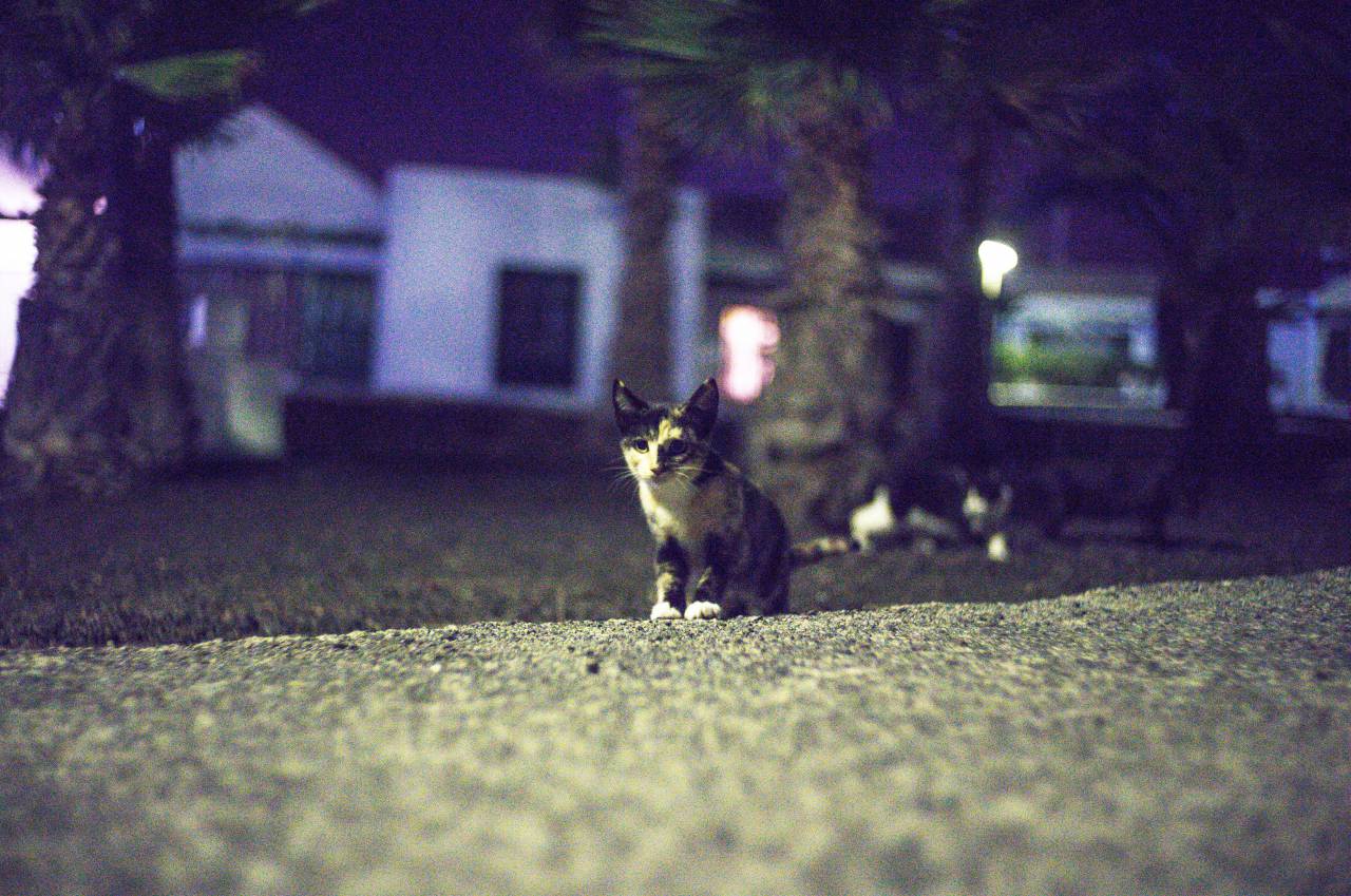 cat, focus, night, garden, yard, backyard, kitten, animal, shadow, dark
, 
