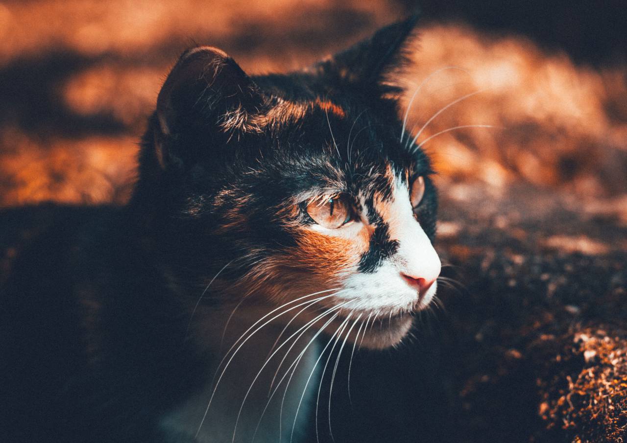 cat, kitten, pet, animal
, 