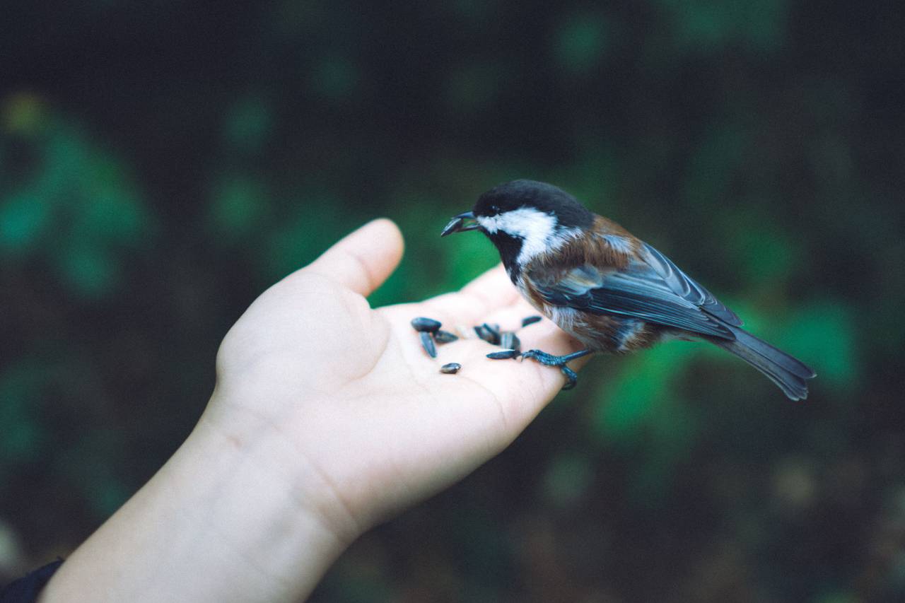 Chickadee, bird, hand, nature, green, seed, feed, food, love, British Columbia, Canada
, 