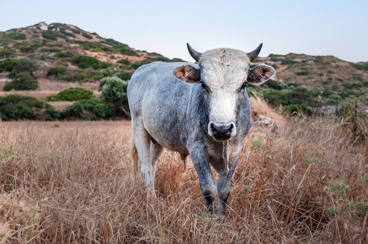 al aire libre, arboles, animal, hierba, montaña, tierras altas, vaca,
