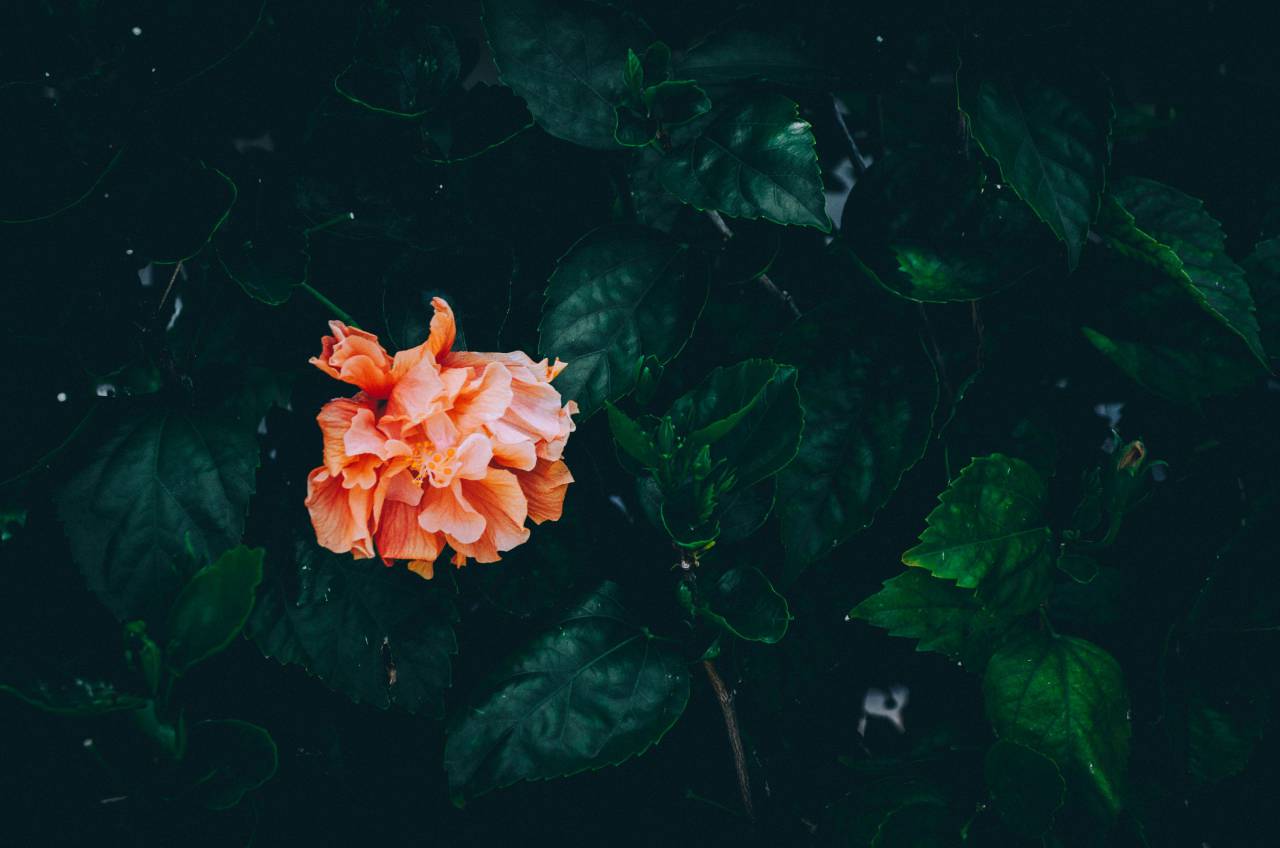 oscuro, verde, hojas, planta, naturaleza, jardín, al aire libre, flor,