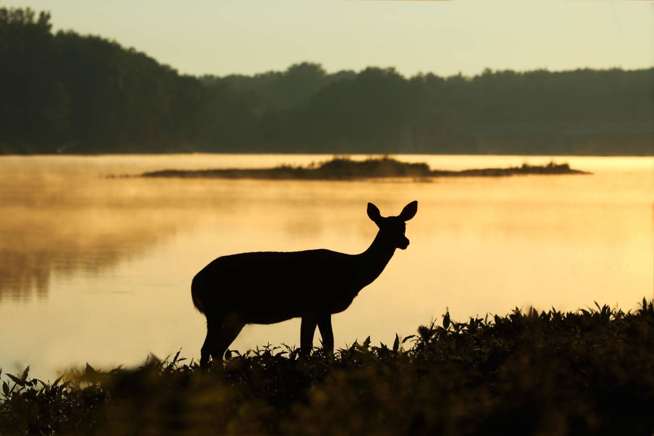 deer, silhouette, sunset, wildlife, forest, woods, grass, water, river, lake
, 