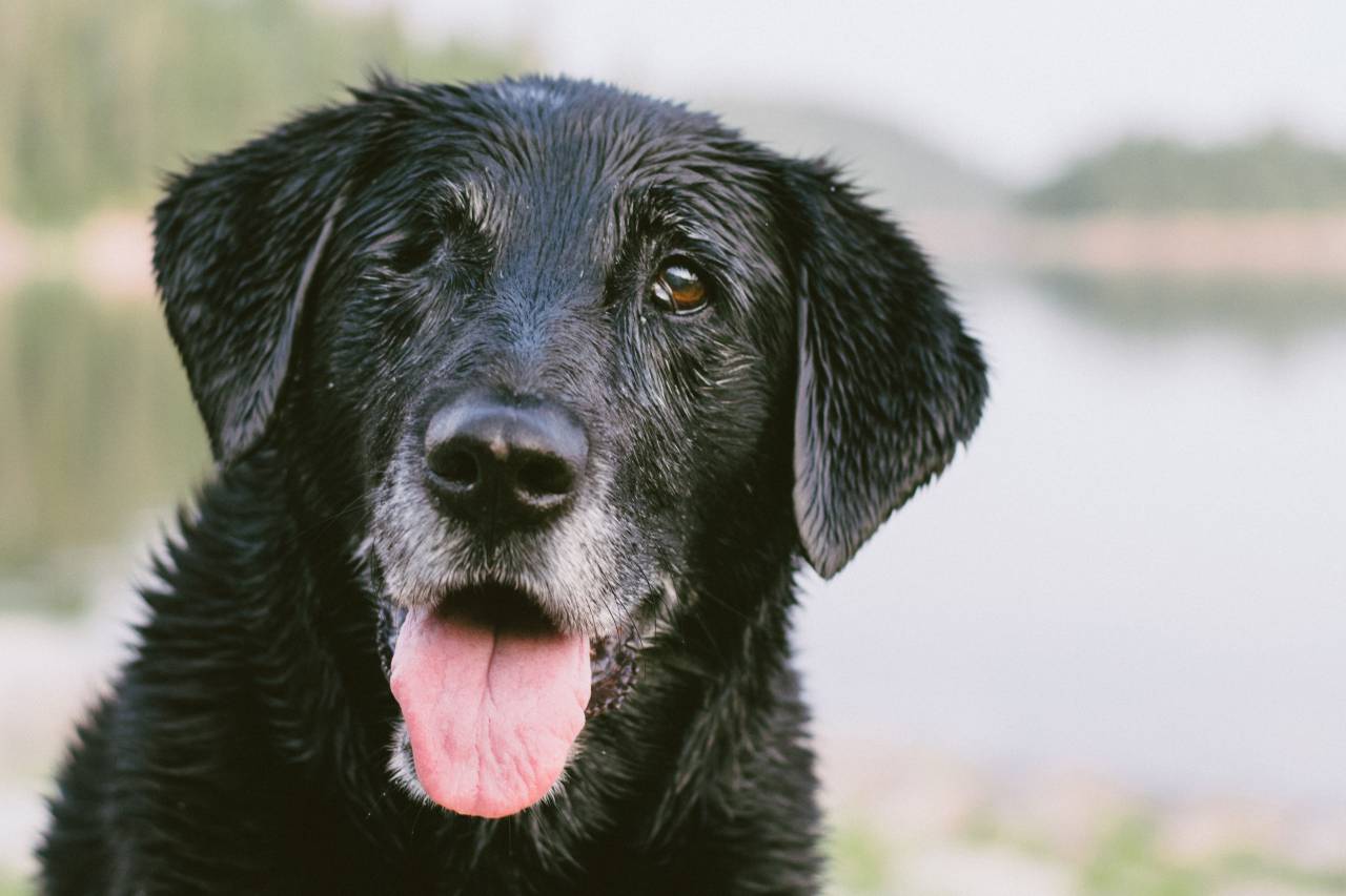 dog, pet, animals, tongue, wet
, 