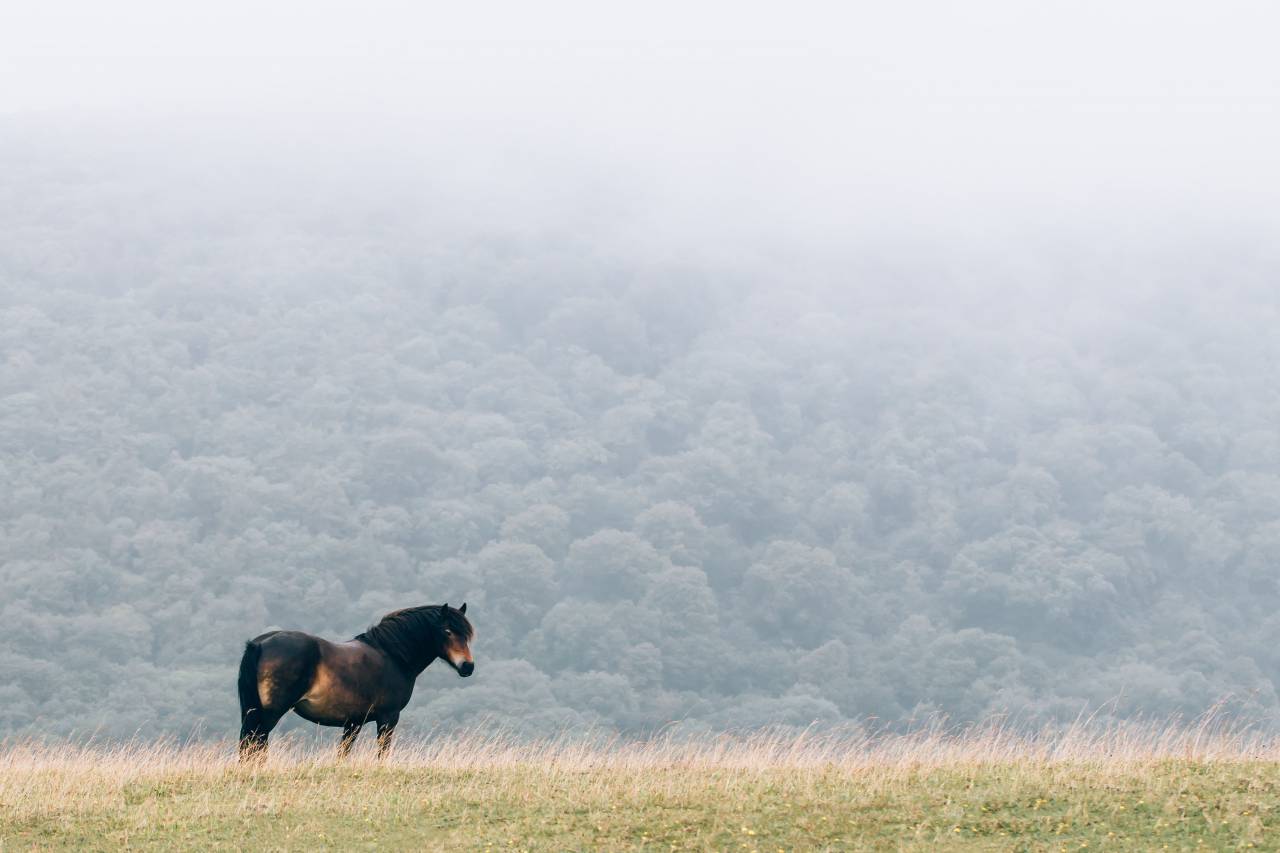 Burro, caballo, animal, verde, pasto, Highland, vista, pico, montaña, árboles, plantas, naturaleza, bosque,