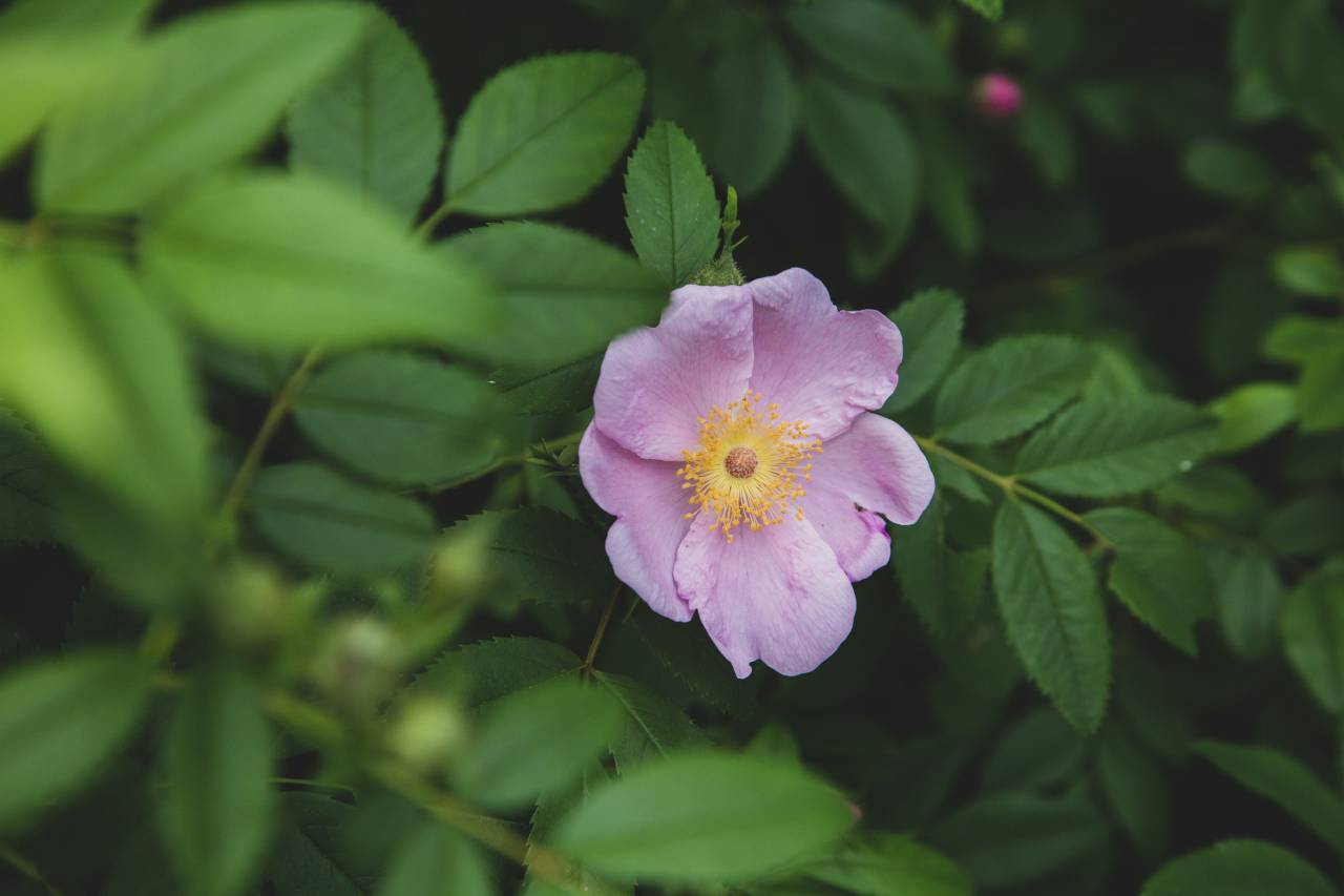 flower, garden, floral, fresh, bloom, nature, botany, petals, green, outdoors, natural, bokeh, leaves, pink
, 