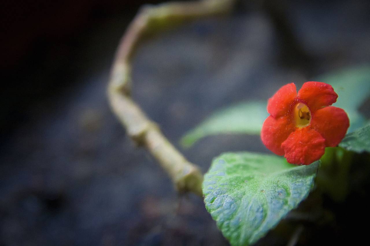 flor, verde, naturaleza, hoja, rama,