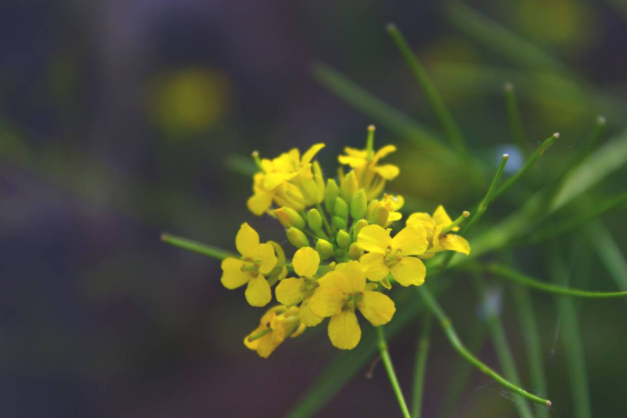 flor, naturaleza, amarillo, verano, verde,