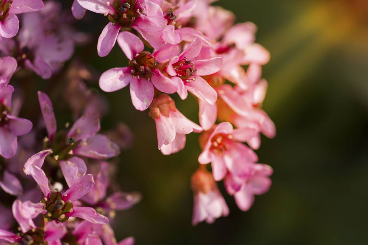 Flor, rosa, pétalo, flor, jardín, planta, naturaleza, otoño, otoño,