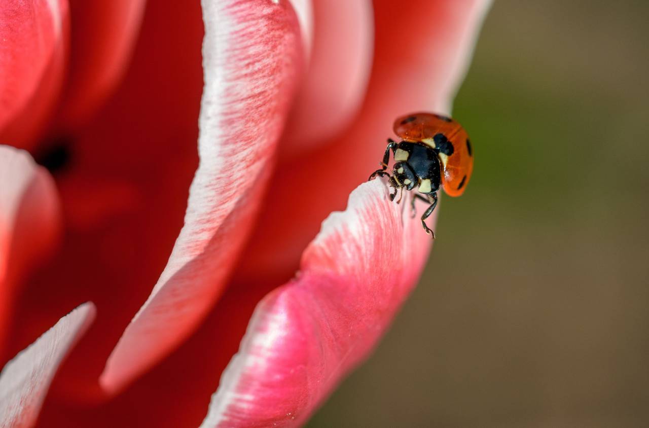 Flor roja, pétalo, flor, jardín, planta, naturaleza, otoño, otoño, insectos, abejas, néctar,