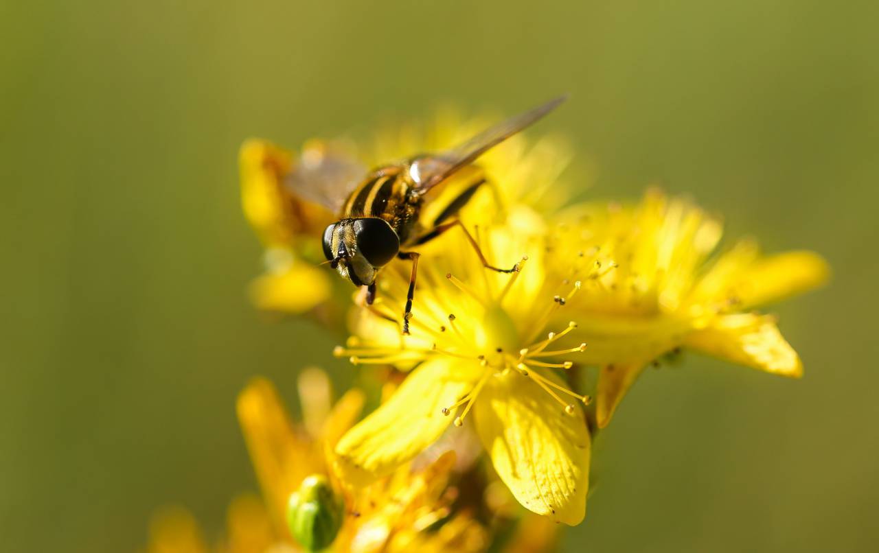 Flor amarilla, pétalo, flor, jardín, plantas, naturaleza, otoño, otoño, abejas, insectos,
