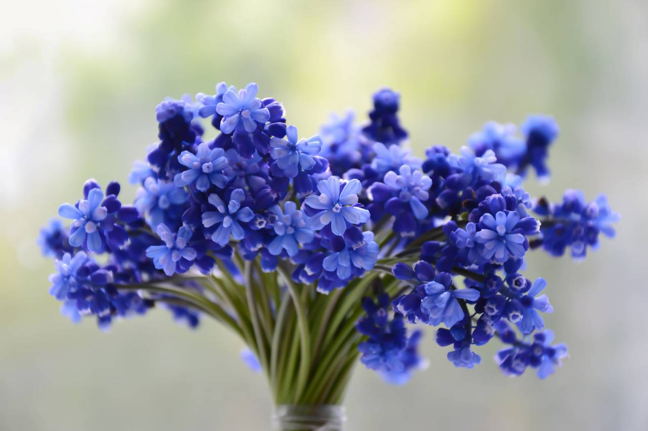 flowers, bouquet, bloom, blue, muscari, colorful, petals, stem, blue flowers
, 
