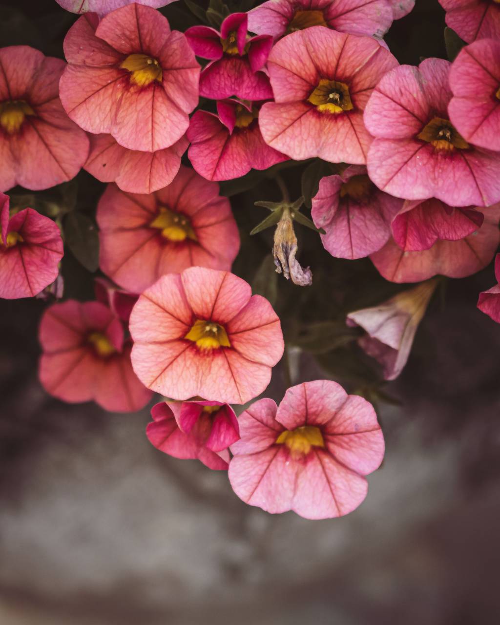 Flores, floral, fondo, rosa, superior, fresco, pastel, ramo, color, cerrar, montón, naturaleza, planta, orgánico, natural, belleza,