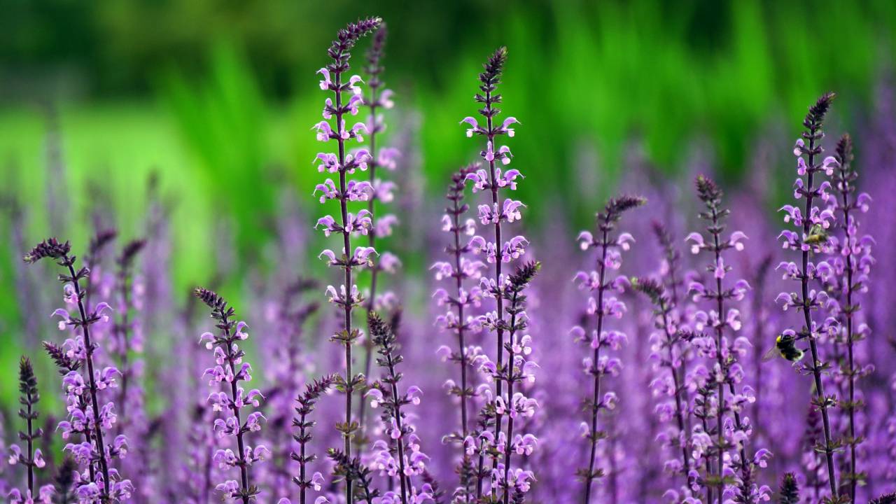flowers, nature, blossoms, branches, bed, field, stems, stalk, petals, purple, still, bokeh, outdoors, garden
, 