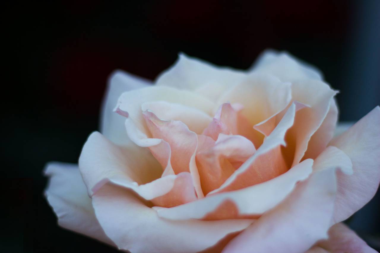 flowers, nature, blossoms, pink, petals, rose, macro, still, bokeh
, 