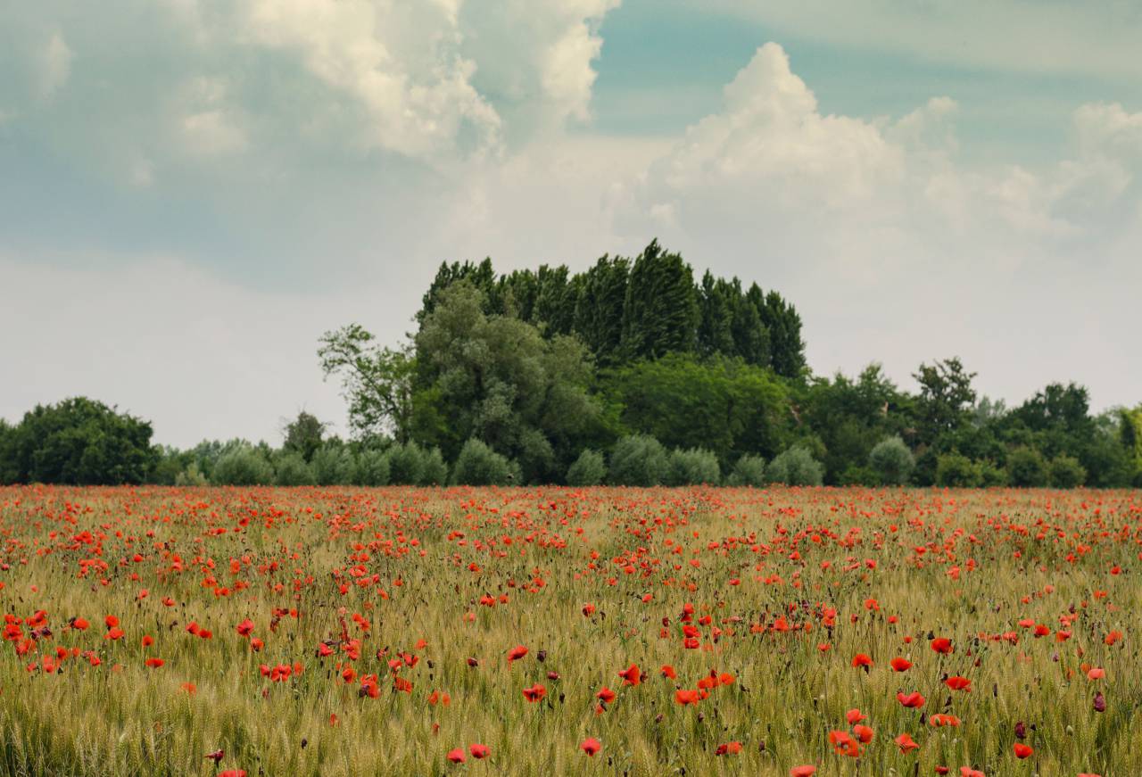 Flores, árboles, plantas, nubes, azul, cielo, campo, naturaleza, jardín, granja, verde, césped,