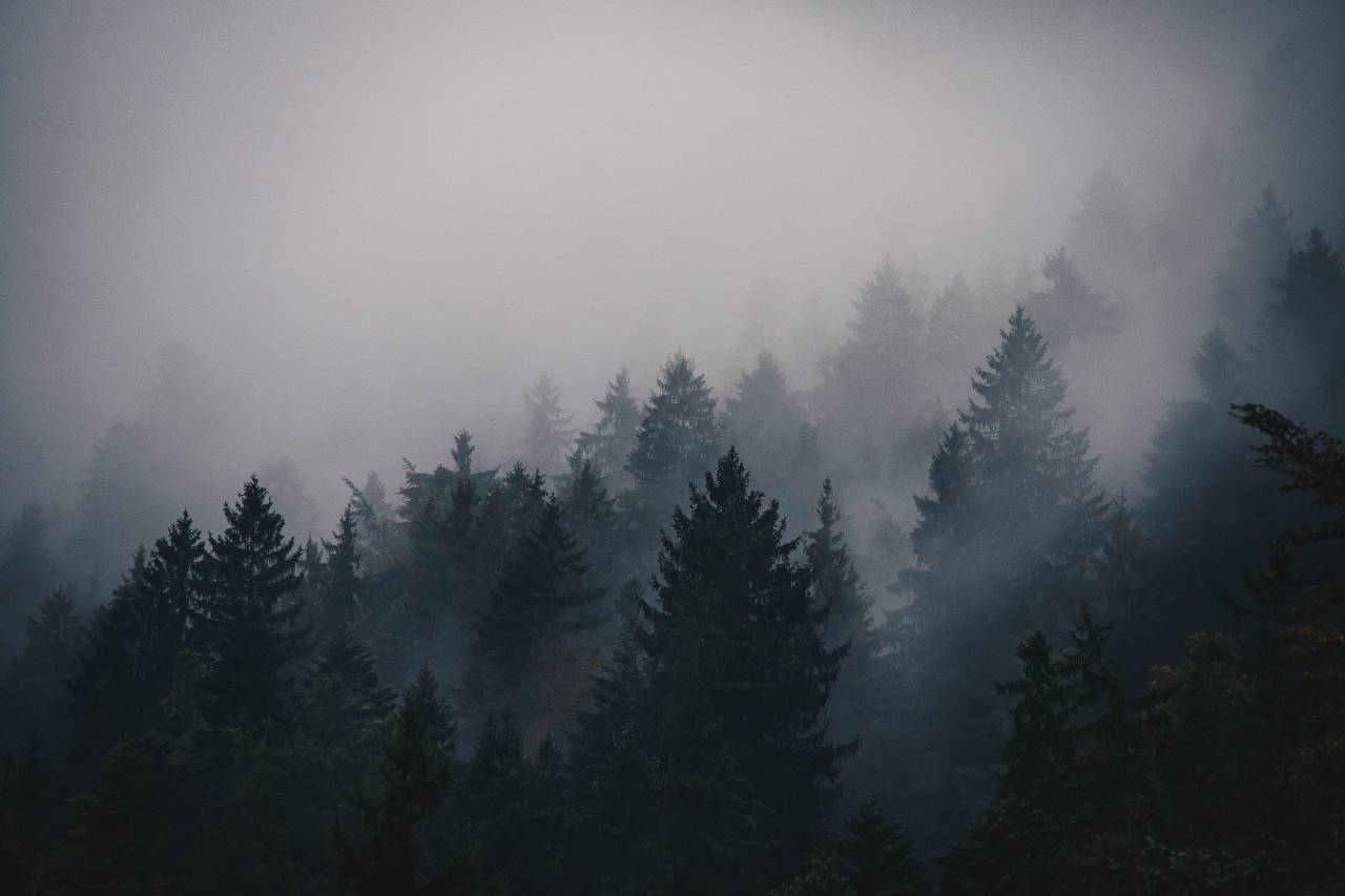 fog, cold, trees, pines, mountain, landscape, sky, nature, spruce, forest, woods
, 