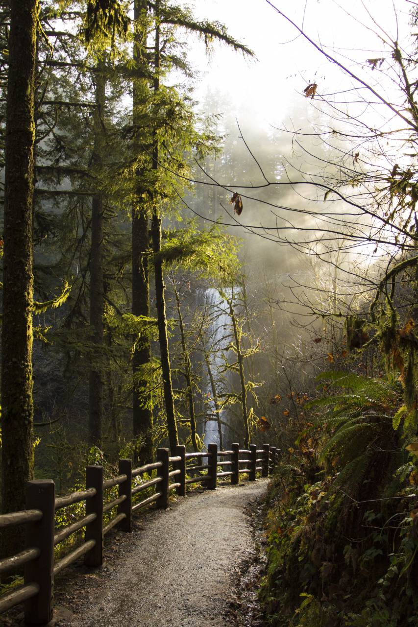 forest, park, path, trees, hike, nature, woods, fence, outdoors, environment, exploring, trail, landscape, sun, wilderness, travel
, 