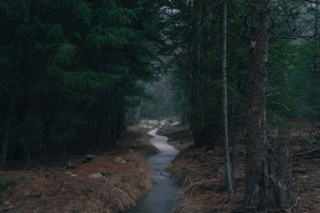 forest, woods, water, stream, trees, nature
, 