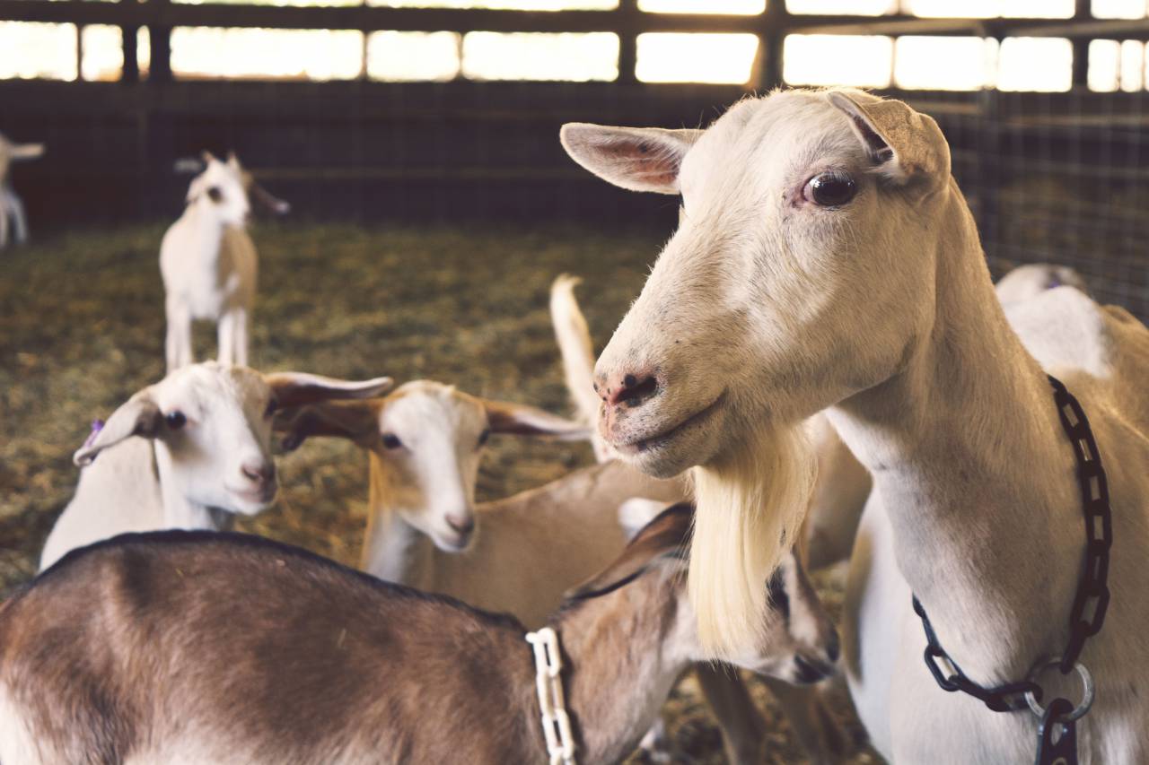 goats, animals, farm, barn
, 