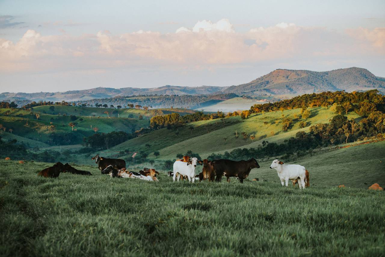 goats, beautiful, hillside, scenic, landscape, animals, farm, farm animals, herd, sunny, morning, surise, spring
, 
