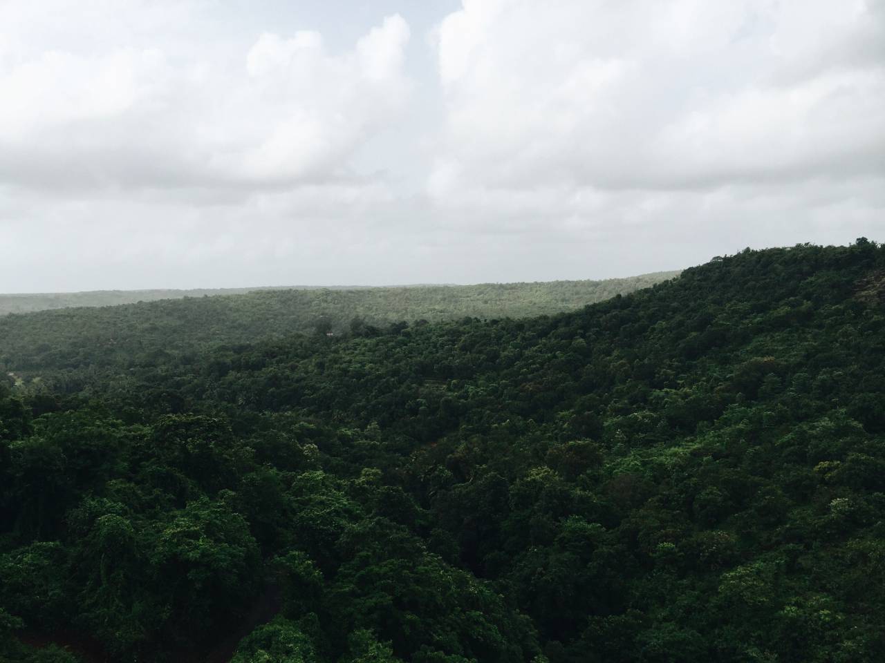 Verde, bosque, selva, árboles, hojas, naturaleza, plantas, flores, cielo, nubes,