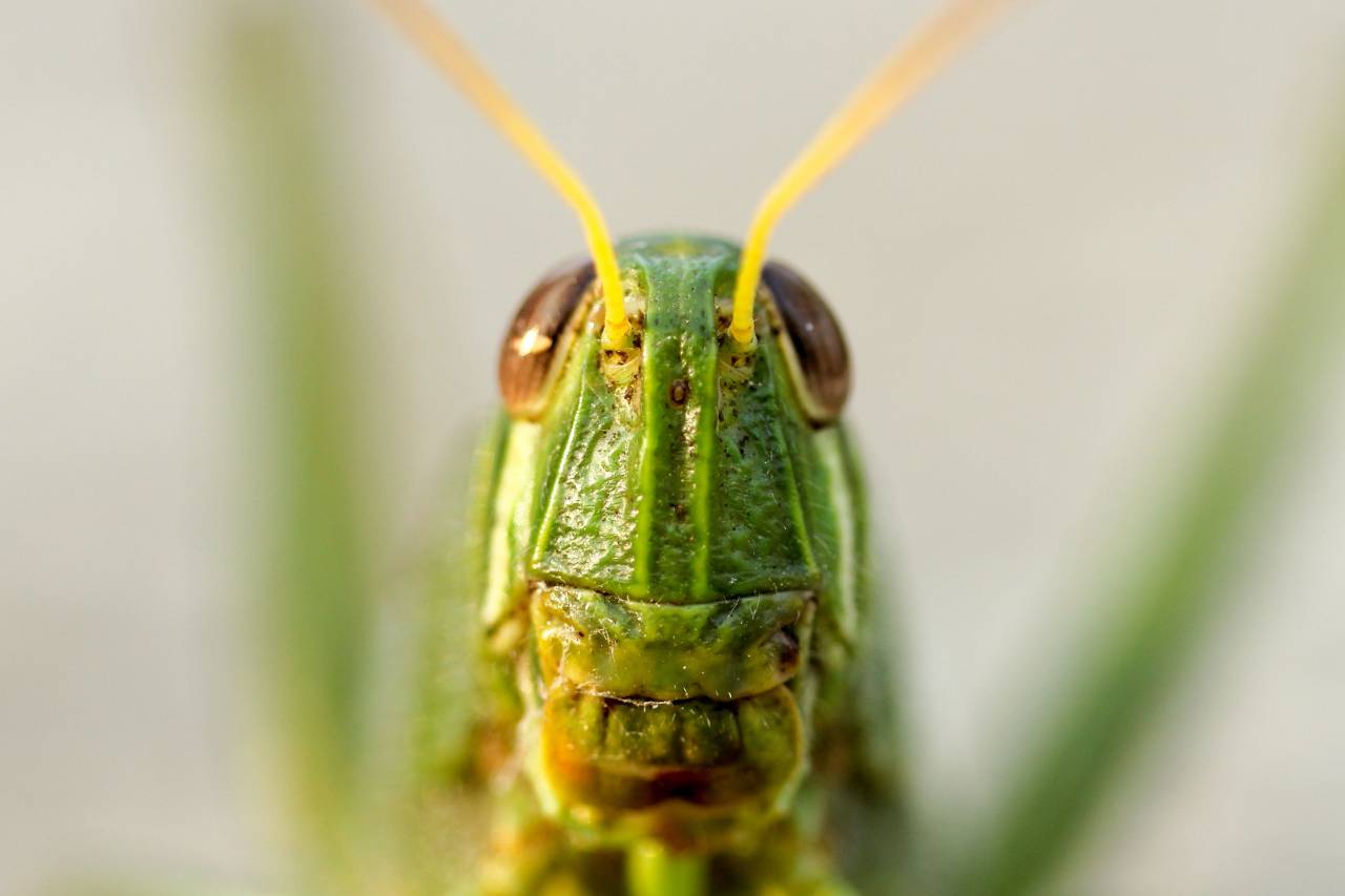 verde, saltamontes, insecto, al aire libre, hierba, desenfoque,