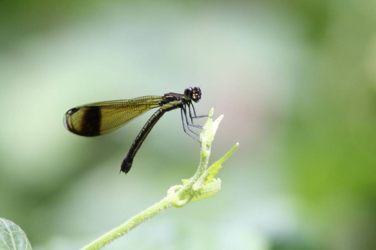 green, plant, nature, blur, dragonfly, insect, outdoor, wing
, 
