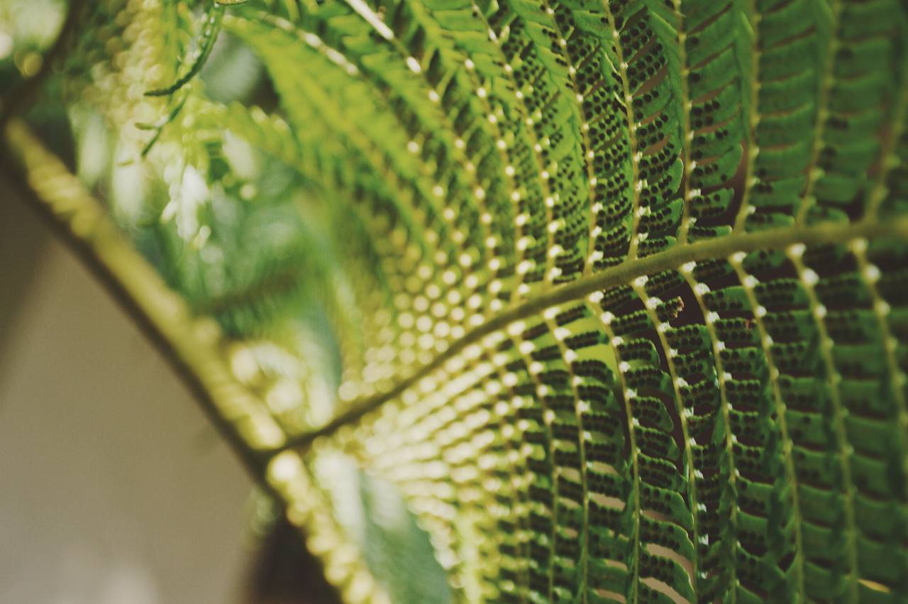 verde, planta, natureza, bokeh, desfoque,