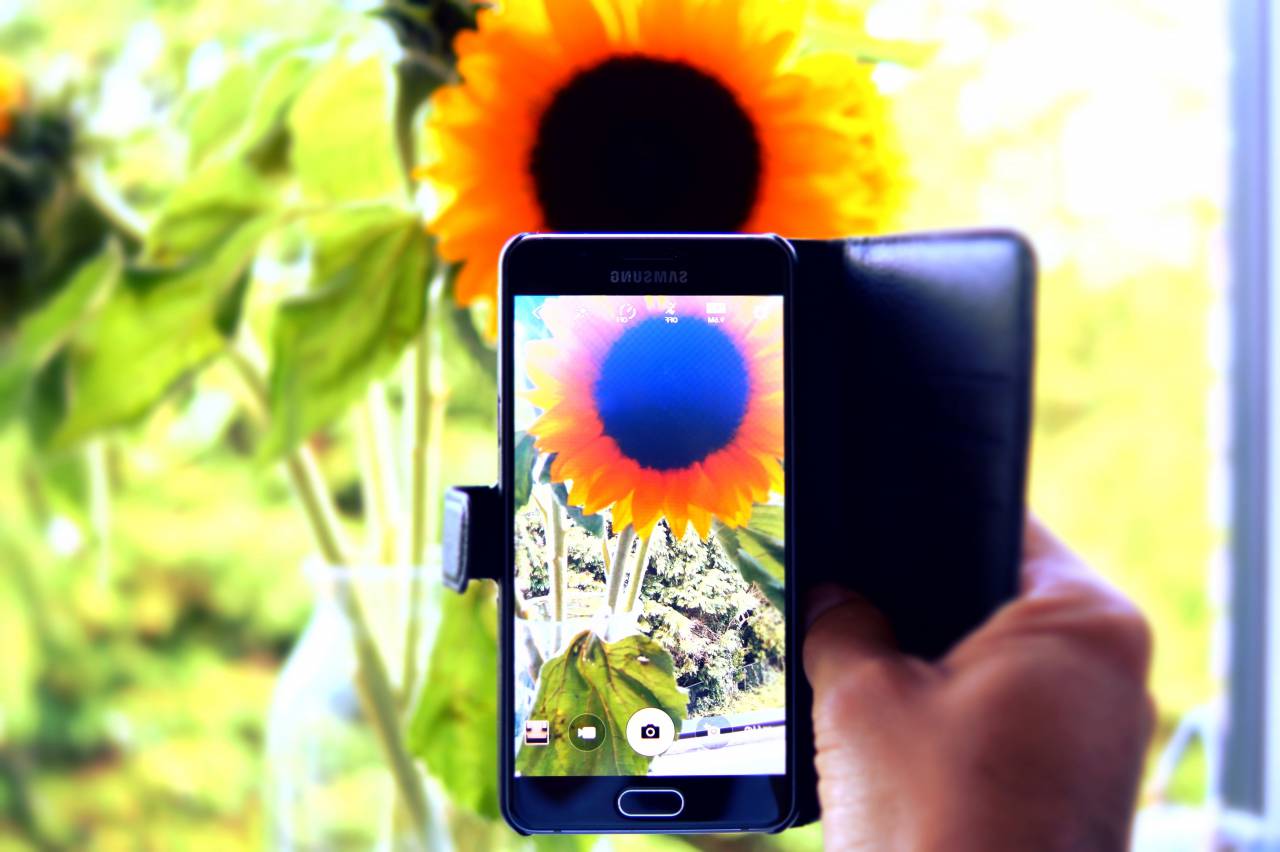 Mano, captura, cámara, teléfono, girasol, naturaleza, fotografía, hojas, naturaleza, planta, verano, soleado, luz del sol, amanecer,
