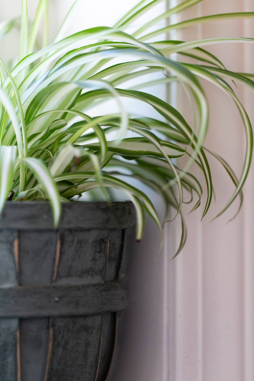 Casa, planta, interior, decoración, verde, plantlife, sembradora, en maceta, hoja, hojas, naturaleza, crecer, crecimiento, botánica, decoración, detalle, hogar, jardín, fresco,