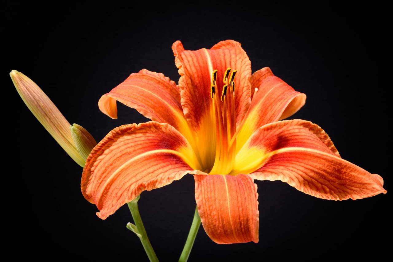 Aislados, flor, fondo negro, botánica, floristería, flor, flor, plantas, vegetación, orgánico, jardín, fresco, hermoso, bonito,