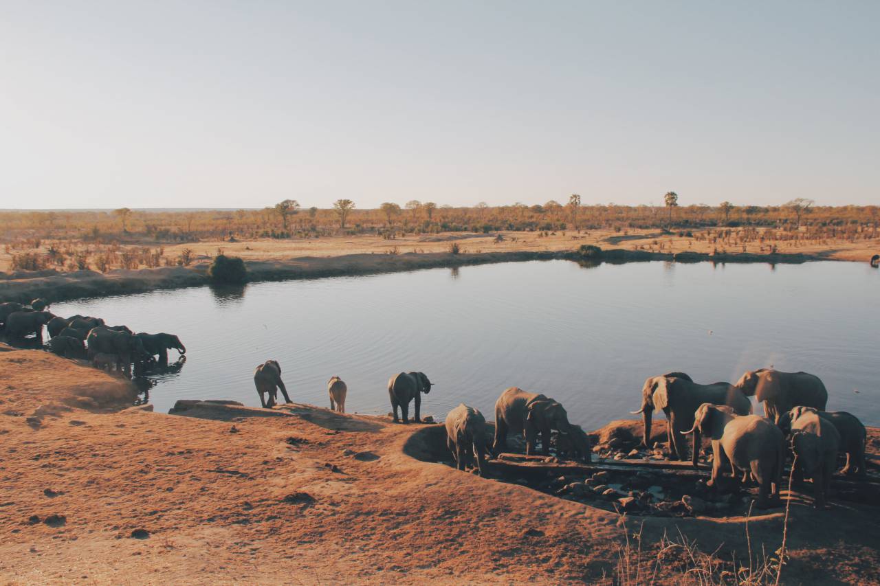 lake, water, animal, wildlife, elephant, nature, outdoor, sunny, summer, daylight, desert
, 