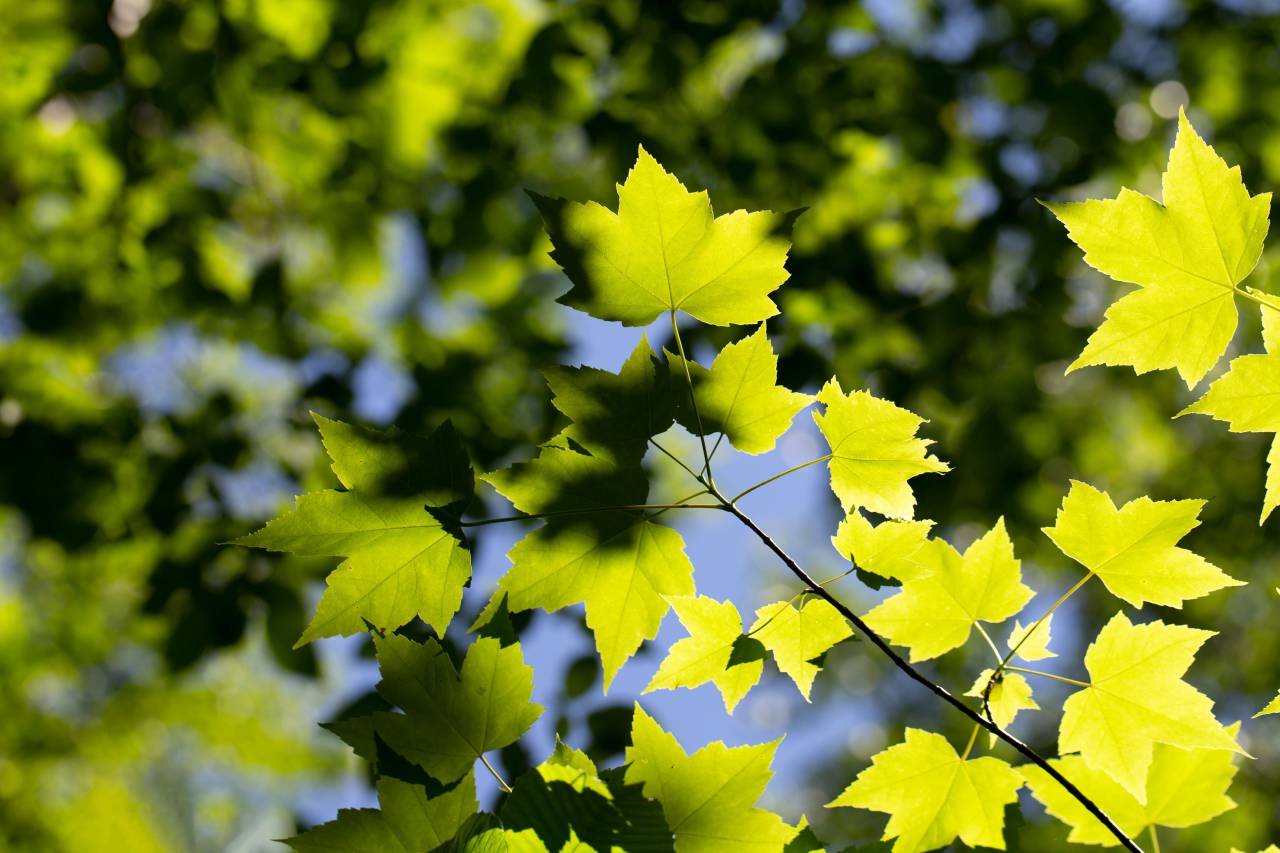 leaf, pattern, texture, plant, leaves, green, growth, nature, organic, outdoors, natural, sky, light, sunlight, bokeh, maple, trees
, 