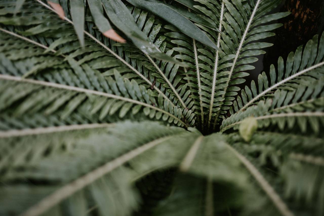 leaves, green, plant, garden, stem
, 