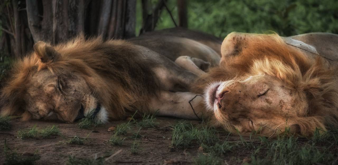 León, tigre, vida silvestre, bosque, bosques, marrón, gato, pieles, sueño,