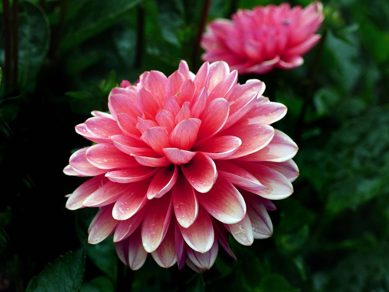 macro, flor, jardín, naturaleza, al aire libre, florecer, flor, botánica, pétalos, hojas, fresco, rosa, flores, primavera, papel tapiz,