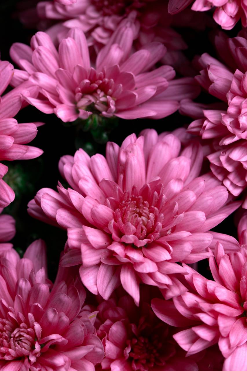 macro, flor, jardín, naturaleza, al aire libre, florecer, flor, botánica, Pétalos, Fresco, rosado, Flores, primavera, verano, planta, de cerca, fondo, Fondo de pantalla del móvil,