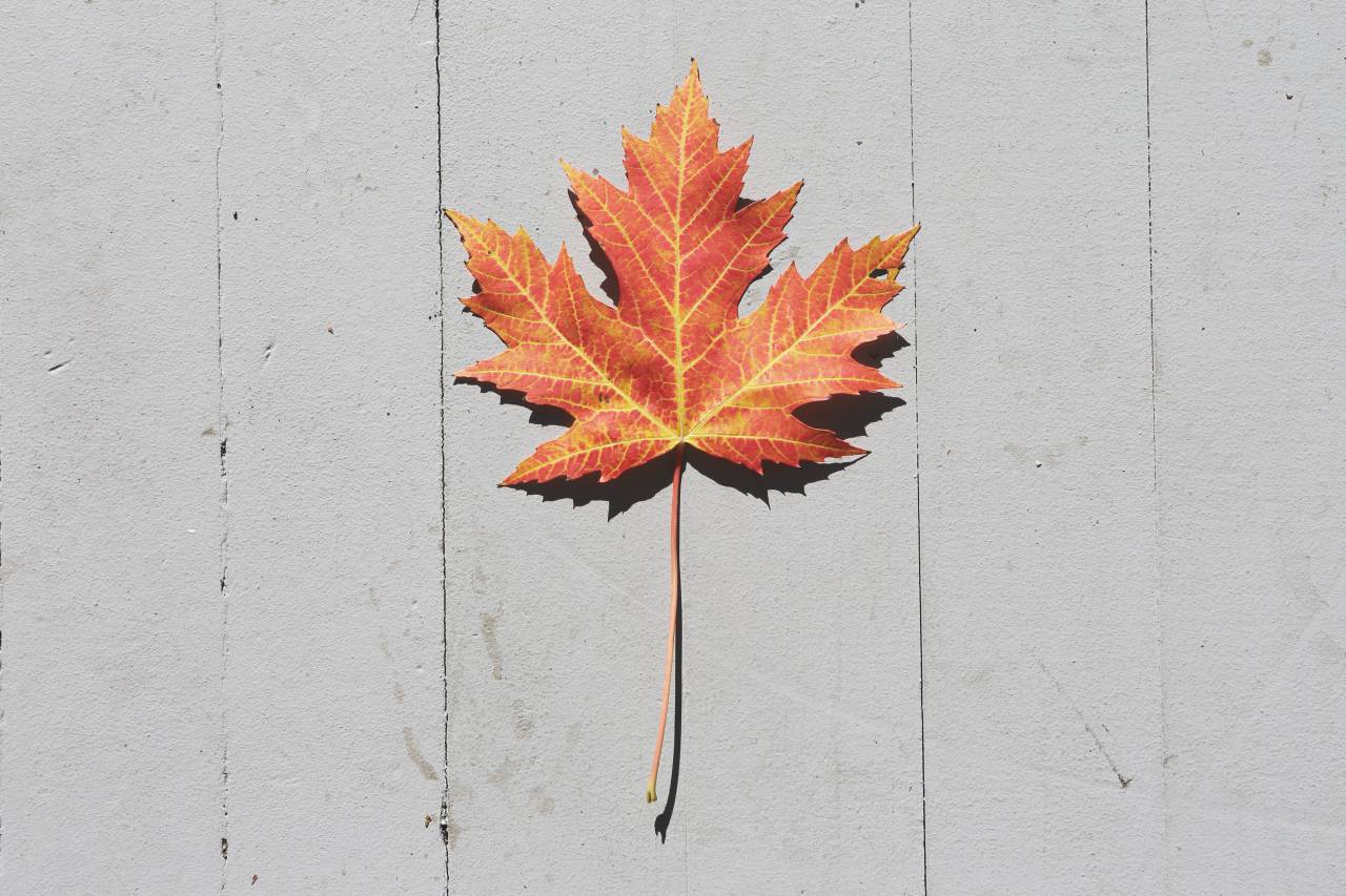 maple leaf, fall, autumn, nature
, 